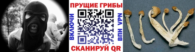 Псилоцибиновые грибы GOLDEN TEACHER  Купить где  Отрадное 